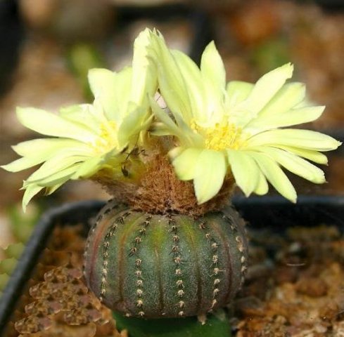 Frailea_castanea_3